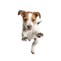 jack russell terrier puppy isolated on white