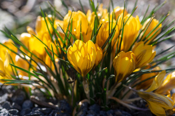 Bouquet of flowering crocus vernus Dorothy bright yellow plants, group of colorful early spring flowers in bloom