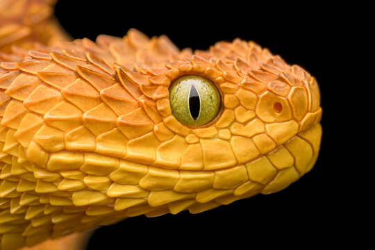 Extreme closeup of a female Bush Viper (Atheris Squamigera)