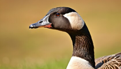 Obraz premium a close up of a duck in a field of grass with a brown and white duck in the foreground and a brown and white duck in the background.