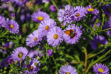 Symphyotrichum novi-belgii (formerly Aster novi-belgii), commonly called New York aster or  Michaelmas Daisy, is a late-blooming perennial  flowering plant.