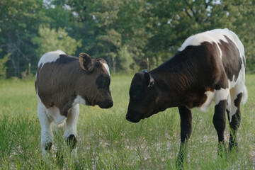 Beef crossbred calves in Texas farm field during summer season for agriculture.