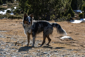 border collie in the field
