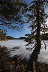 tree on the frozen lake