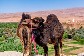 dromedary in the Moroccan desert