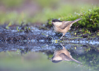 Weidenmeise Parus montanus