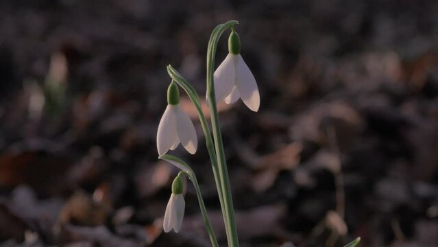 close up isolated snowdrops wildflowers against dark background of leaves, sunny
