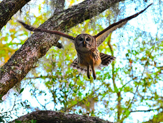 barred owl looing for food