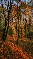 Fototapeta na wymiar A beautiful autumn landscape with a huge colorful forest in a warm sunlight. Astonishing view into the woods colored in golden and yellow during fall season