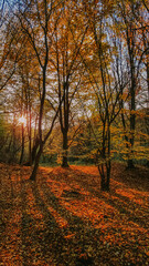 A beautiful autumn landscape with a huge colorful forest in a warm sunlight. Astonishing view into the woods colored in golden and yellow during fall season