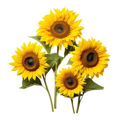 Obraz premium sunflower isolated on white background
