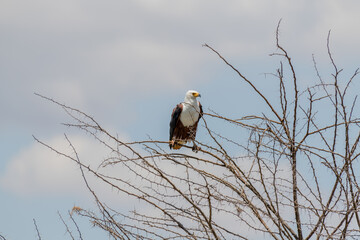 wildlife at lake Manyara in Tanzania