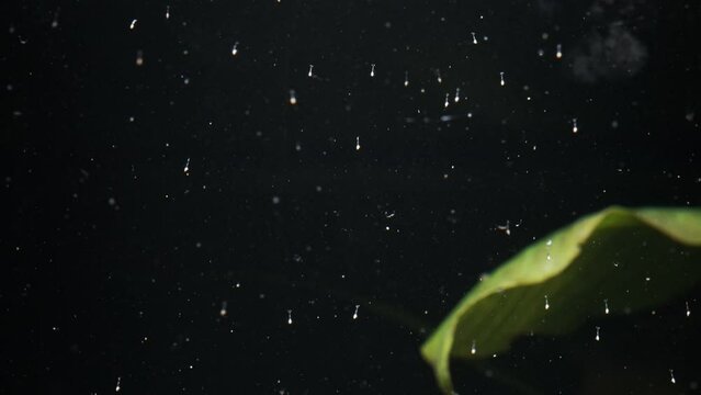 Newborn Amano shrimp larvae that strive for light and swim upside down.