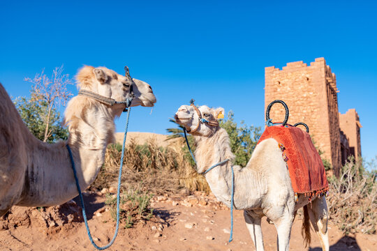 Ksar of Ait Ben Haddu in Morocco