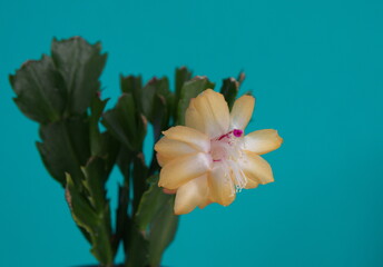 Schlumbergera Truncata in bloom,  with yellow flowers,  Flor de Maio (May flower),  Christmas cactus, Thanksgiving cactus, crab cactus and holiday cactus, on turquoise background