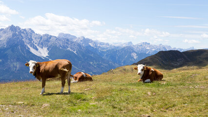 Kühe in Osttirol