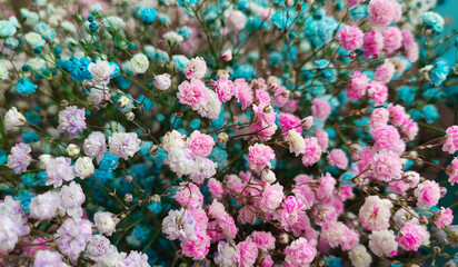 Background of colorful gypsophila flowers. Close-up of fresh flowers. Sale of bouquets of flowers.
