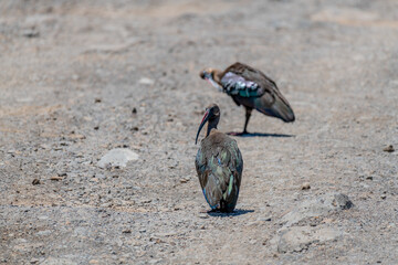 wildlife at lake Manyara in Tanzania