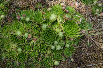 A cluster of sempervivum cones in the wild.