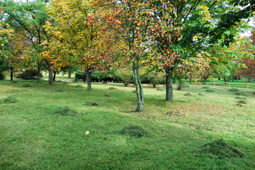 Beautiful landscape of autumn trees - cleaned rake up hay on small piles