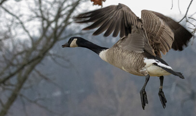Canadian goose in flight