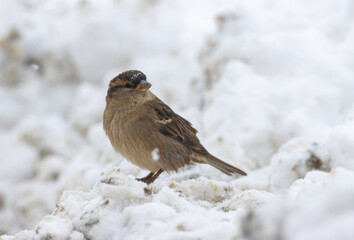 Finch on Snow