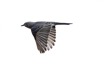 Black Phoebe (Sayornis nigricans) Photo in Flight on a Transparent PNG Background - 746757919