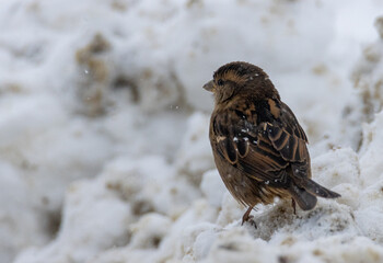 sparrow on snow
