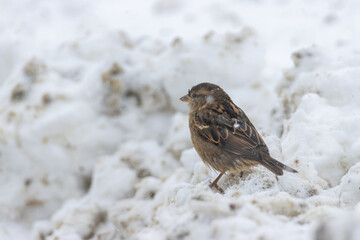 Bird in The Snow