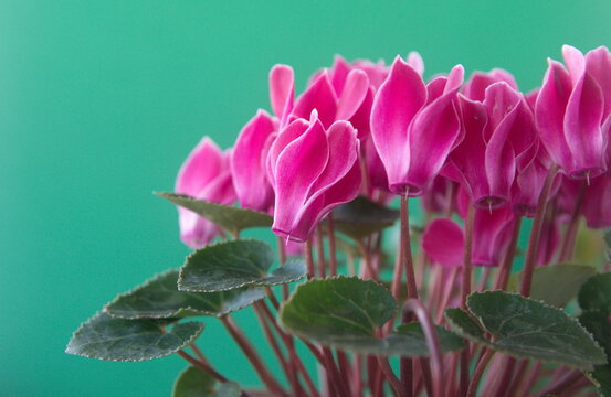Cyclamen hederifolium, Ivy-leaved cyclamen, sowbread with pink flowers, on green background