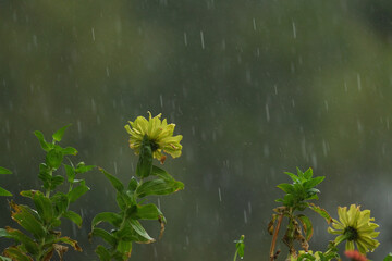 Zinnia flowers in rain weather, droplets of water in motion for garden. - 746758730