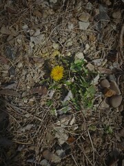 mushrooms in the forest