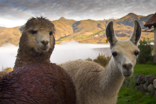 lama e alpaca nel paesaggio