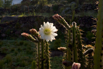 fiori di cactus