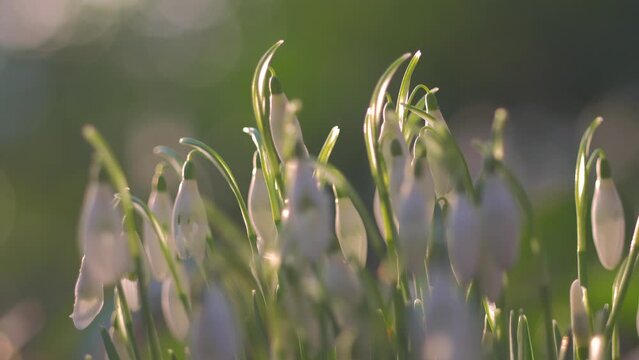 brightly lit snowdrops, closeup dancing flowers in the breeze, sunny backlight, shallow depth of field, bokeh