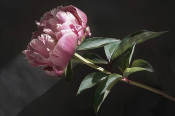 Beautiful pink peony flowers before a dark background