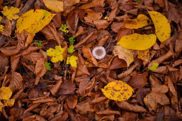 Tiny mushroom growing alone in the forest. A small living organism through the colored leaves in a rainy day during fall season