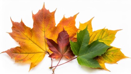 autumn leaves isolated - obrazy, fototapety, plakaty