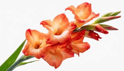 red orange gladiolus flower stem isolated on transparent background