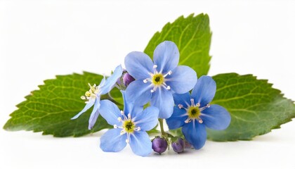 forget me not blue flower isolated on white