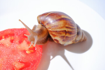 Snail with Brown Shell Eating a Slice of Tomato