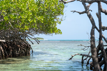 View of the sea from mangrove swamps surrounded by turquoise and clear water