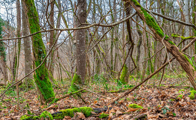 Paysage de sous-bois dans une forêt en hiver avec des feuilles mortes et de la mousse vert sur les arbres.	