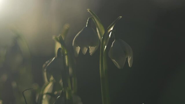 backlit snowdrops flowers, winter sunshine