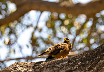 bird on a tree