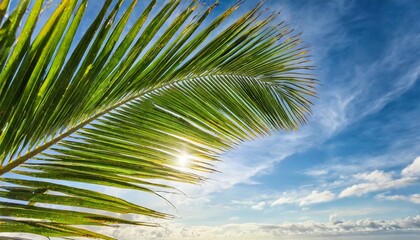 tropical palm leaf against blue sky