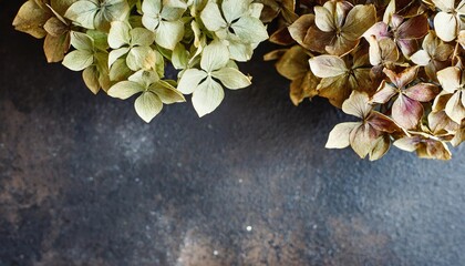 floral banner dry hydrangea flower on a dark background close up rustic style top view copy space