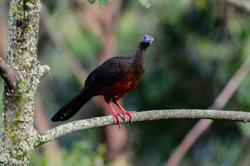Highland Guan