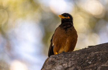 Hawaiian Bird
