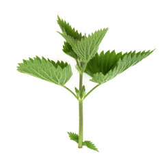 Nettle leaves used in natural alternative herbal medicine. Purifies the blood, reduces hay fever symptoms, is a diuretic, detoxifies the liver, is anti-inflammatory and hypo-glycemic. Urtica dioica 